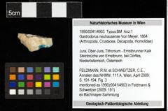 Foto (Objekt + Etiketten) von Gastrodorus neuhausense (Von Meyer, 1864) 